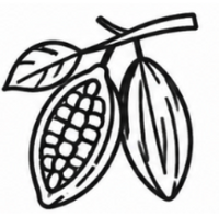Single-Origin Indian Cacao